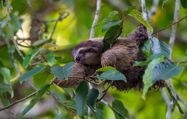 Look, leaves, branches, pose, tree, legs, sloth