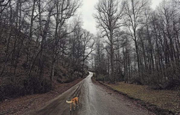 Road, forest, dog