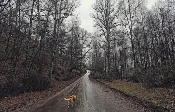 Picture road, forest, dog