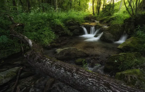 Forest, stones, shore, vegetation, waterfall, log, boulders