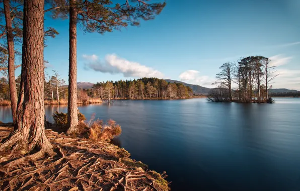 Picture forest, summer, lake