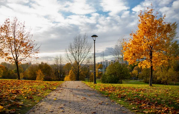 Picture trees, park, autumn, paths