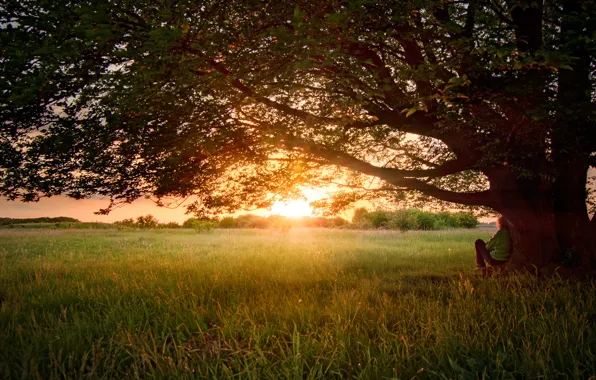 Wallpaper summer, nature, tree, dude, June, apparently images for