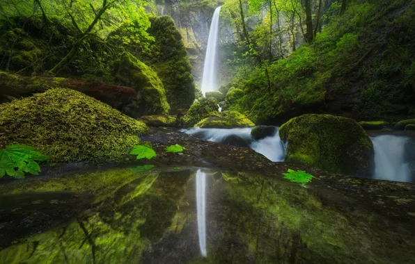 Forest, nature, reflection, river, waterfall