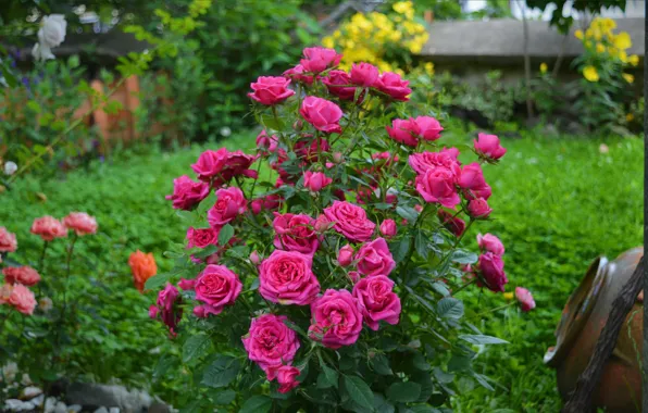 Flowers, Bush, Roses, Pink roses