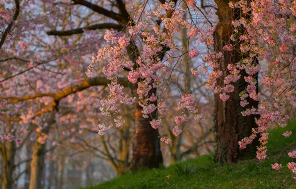 Trees, branches, spring, Sakura, flowering