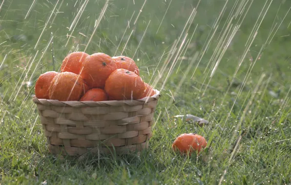 Picture grass, drops, rain, basket, oranges