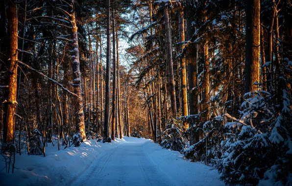 Ice, forest, trees, snow