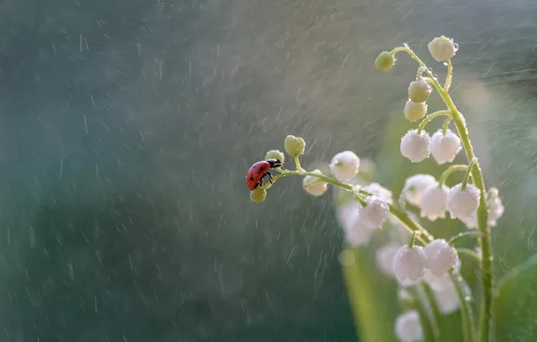 Picture macro, flowers, rain, ladybug, beetle, insect, lilies of the valley