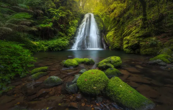 Greens, forest, lake, stones, rocks, thickets, shore, waterfall