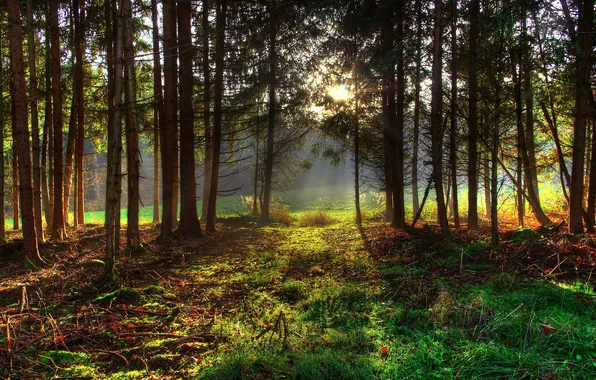 Picture forest, light, trees, nature