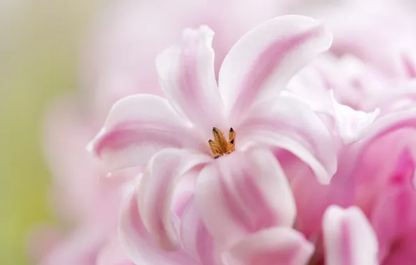 Picture macro, pink, hyacinth
