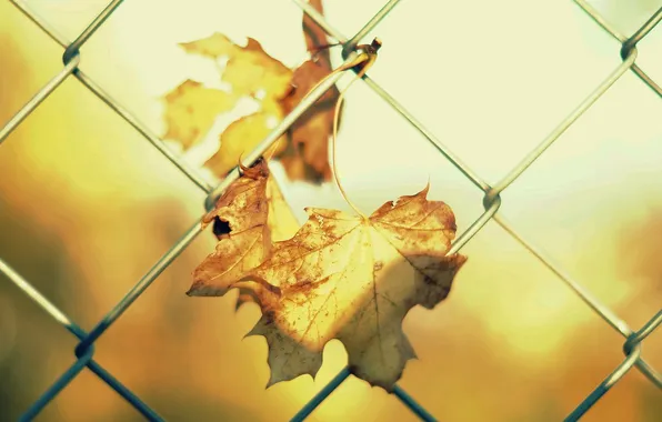 Leaves, the sun, macro, background, mesh, Wallpaper, the fence, leaves