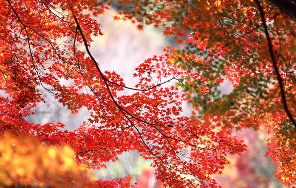 Autumn, leaves, branches, nature, seasons, foliage, yellow, red