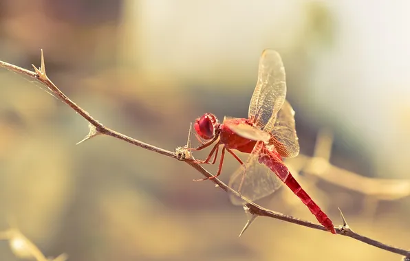 Branch, dragonfly, spikes, insect, red