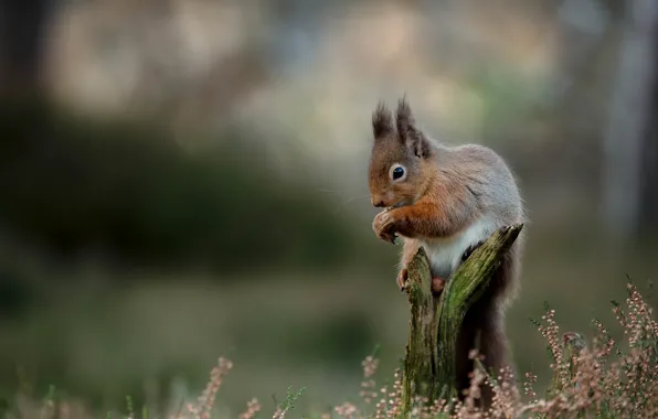 Protein, rodent, on the stump