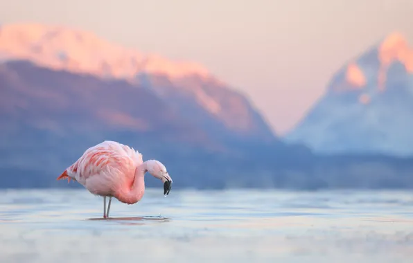 Mountains, lake, bird, Flamingo, Chile