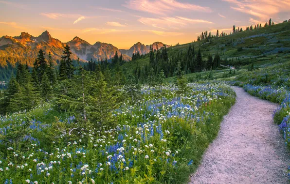 Trees, landscape, flowers, mountains, nature, USA, grass, path