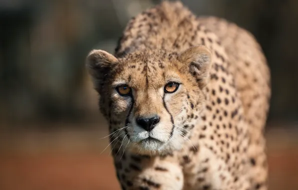 Picture look, predator, Cheetah, wildlife