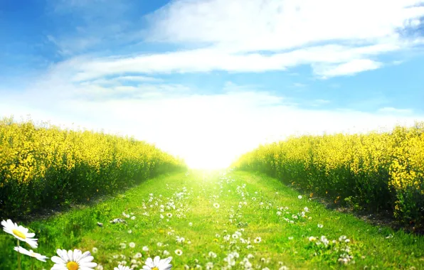 Picture field, the sky, the sun, clouds, landscape, blue, chamomile, spring
