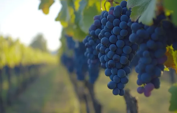 Summer, blue, berries, garden, harvest, grapes, vineyard, the ranks