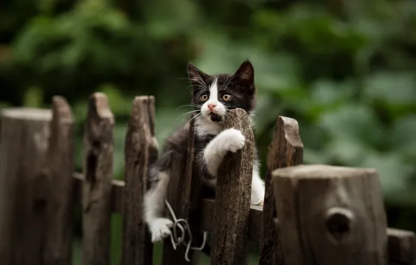The fence, kitty, Yuriy Korotun