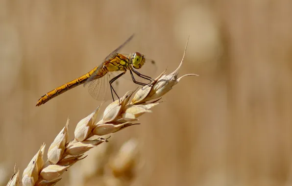 Summer, background, dragonfly, spikelets