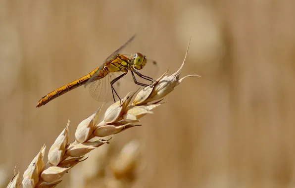 Summer, background, dragonfly, spike