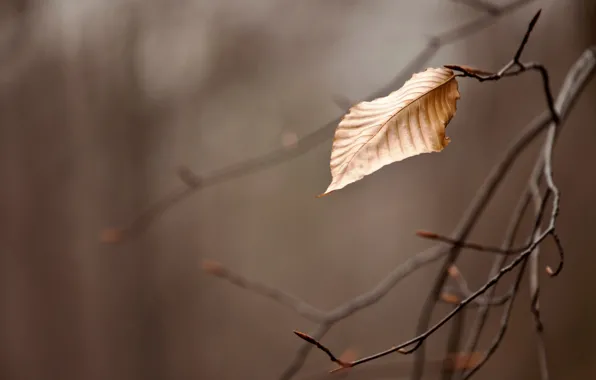 Autumn, sheet, overcast