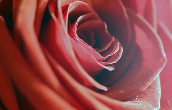 Macro, flowers, roses, petals