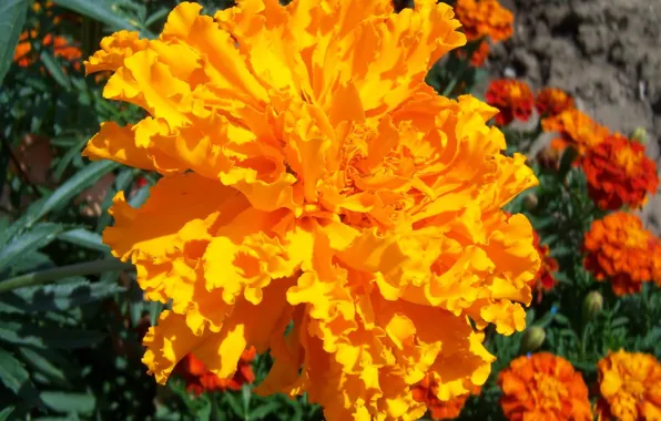 Flower, orange, round, barhatets, Meduzanol ©