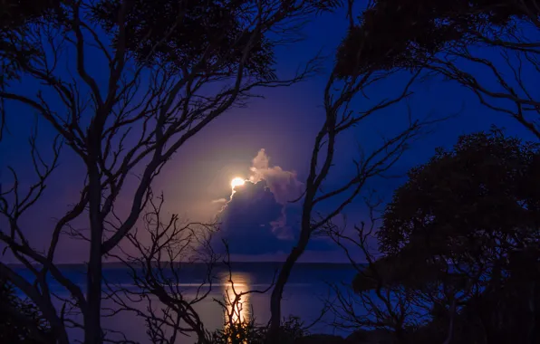 Trees, night, the moon, Bay, the full moon