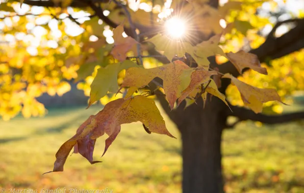 Picture autumn, trees, nature, foliage