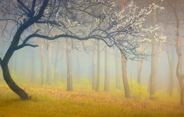 Picture forest, trees, nature