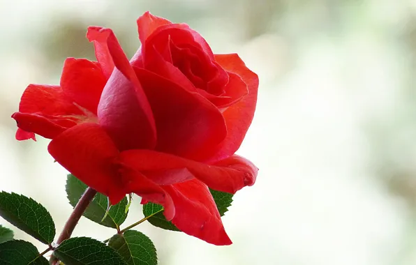 Glare, background, rose, red