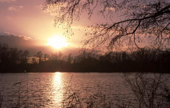 Grass, the sun, light, trees, sunset, branches, dawn, shore