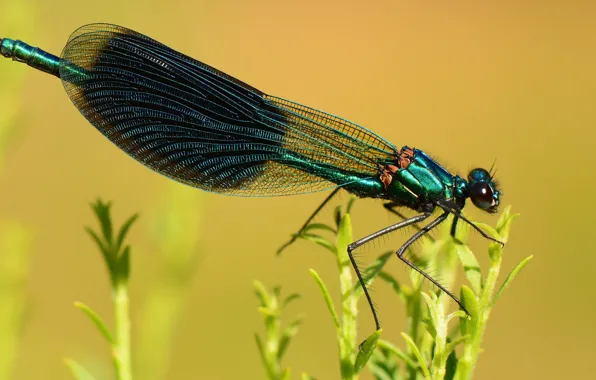 Macro, yellow, nature, background, plants, dragonfly, insect, green