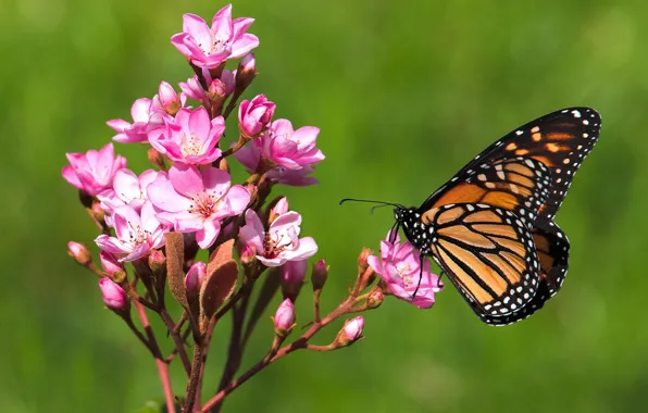 Picture flowers, butterfly, baterfly