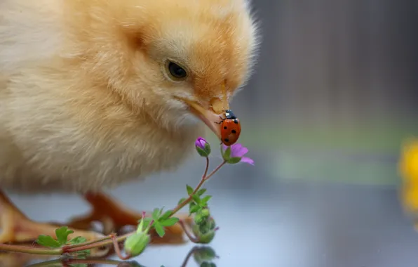 Picture chickens, ladybug, baby