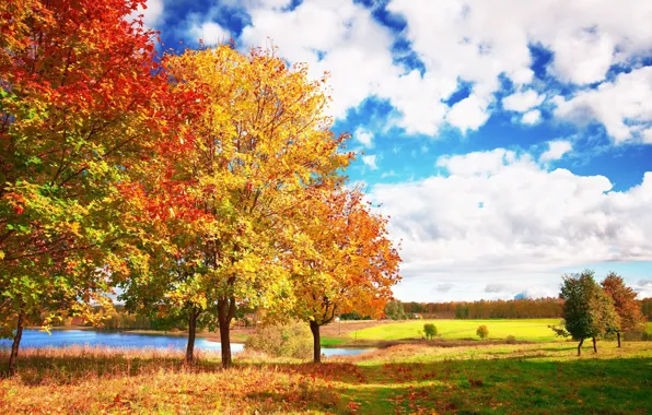 Autumn, the sky, clouds, trees, blue, bright, Autumn