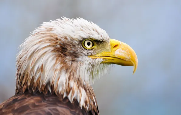 Eyes, beak, Bald eagle
