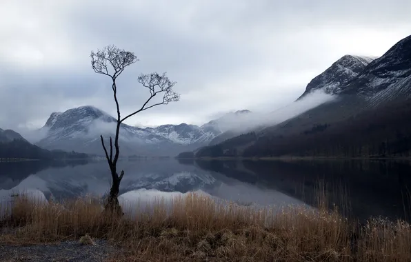 Mountains, lake, tree