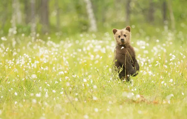 Picture grass, nature, bear, observation