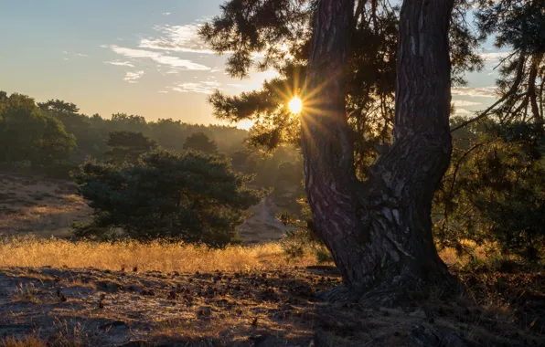 Forest, the sun, rays, trees, branches, fog, trunk, bumps