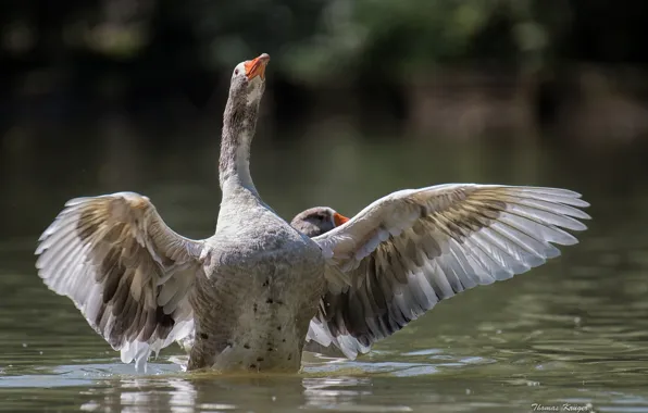 Water, bird, wings, goose