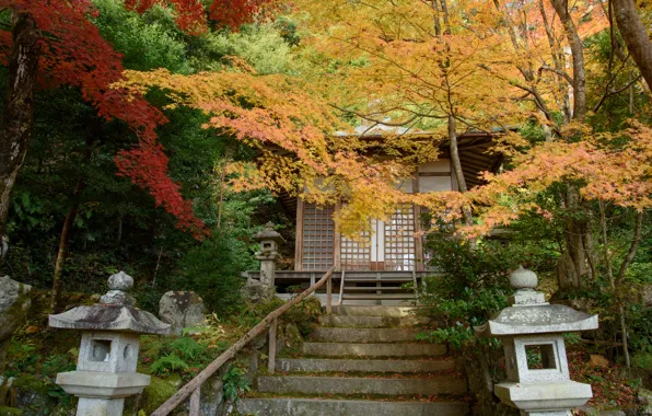 Nature, Autumn, Japan, Ladder, Temple, Gohodo