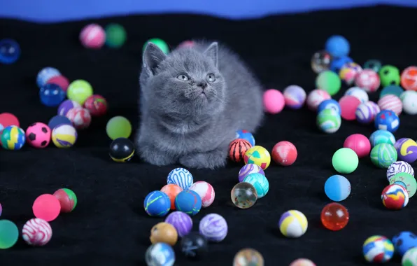 Look, balls, black background, kitty, colorful, British