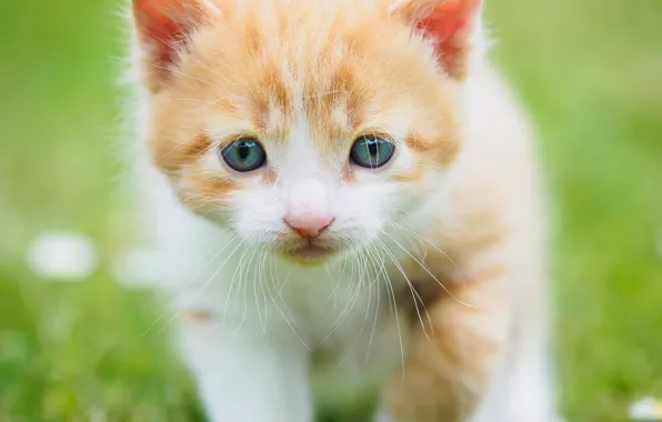 Greens, cat, summer, grass, look, kitty, background, glade