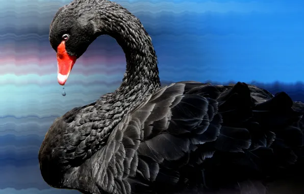 Nature, bird, Swan