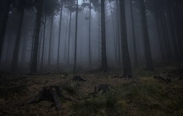 Forest, trees, nature, fog, Poland, hemp, Poland, Russia